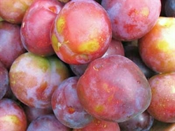 Picture of Marjorie's Seedling Plums (300g)