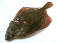 Picture of Whole Plaice (approx 500g - £7 per kg)