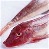 Picture of Small Red Gurnard (approx 300g - £6 per kg)