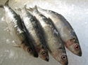 Picture of Whole Herring x 2 (approx 500g - £7.50 per kg)