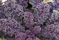 Picture of Red Curly Kale (300g) Picture of Red Curly Kale (300g)