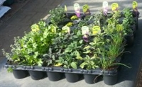 Picture of Instant Edible Garden (18 potted plants)
