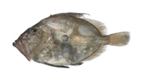 Picture of Whole Small John Dory (approx 250g @ £8/kg)