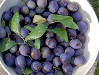 Picture of Fresh Maldon Sloes (450g) Picture of Fresh Maldon Sloes (450g)
