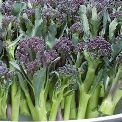 Picture of Tenderstem Broccoli (approx 250g) Picture of Tenderstem Broccoli (approx 250g)