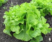 Picture of Oak Leaf Salad Lettuce