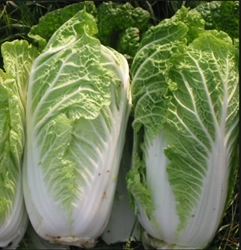 Picture of New Season Chinese Cabbage x 2 (apx 300g)