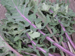 Picture of Red Russian Kale BIG BAG (500g)