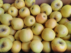 Picture of Opal Apples (1kg)