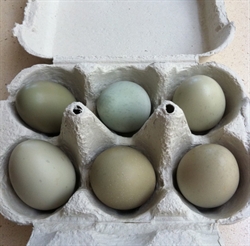 Picture of Pheasant Eggs x 6