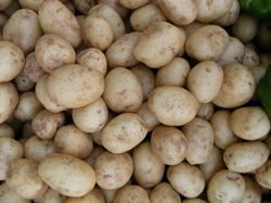 Picture of Washed Salad Potatoes