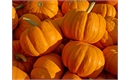 Picture of Munchkin Pumpkins