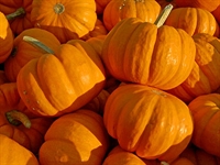 Picture of Munchkin Pumpkins