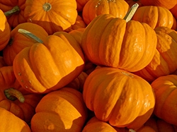 Picture of Munchkin Pumpkins