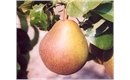 Picture of Beurre Hardy Pears