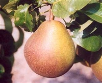 Picture of Beurre Hardy Pears