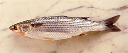 Picture of Whole Grey Mullet