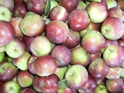 Picture of Merton Worcester Apples