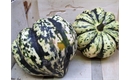 Picture of Harlequin Squash
