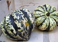 Picture of Harlequin Squash