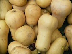 Picture of Butternut Squash