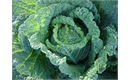 Picture of Tundra Cabbage