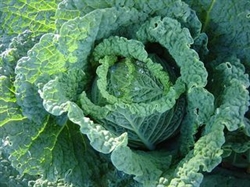 Picture of Tundra Cabbage