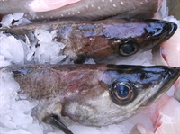 Picture of Whole Whiting