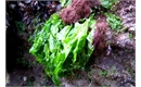 Picture of Fresh Sea Lettuce (100g)