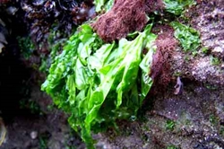 Picture of Fresh Sea Lettuce (100g)
