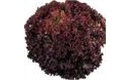Picture of Lollo Rosso Leaf Lettuce