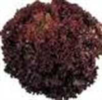 Picture of Lollo Rosso Leaf Lettuce