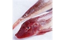 Picture of Red Gurnard