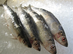 Picture of Whole Herring