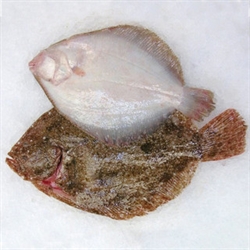 Picture of Whole Brill