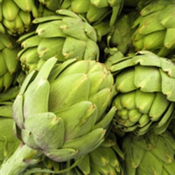 Picture of Globe Artichoke