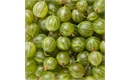 Picture of Worcestershire Gooseberries