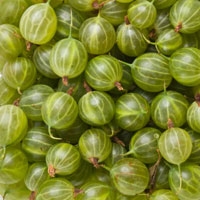 Picture of Worcestershire Gooseberries