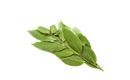 Picture of Fresh Bay Leaves, (bunch)