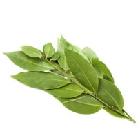 Picture of Fresh Bay Leaves, (bunch)