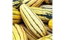 Picture of Delicata Squash