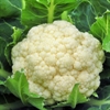 Picture of White Cauliflower