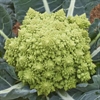 Picture of Romanesco Cauliflower