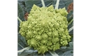 Picture of Romanesco Cauliflower