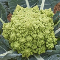 Picture of Romanesco Cauliflower