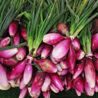 Picture of Red Spring Onions (bunched)