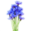 Picture of Blue Cornflowers (Bunch)