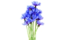 Picture of Blue Cornflowers (Bunch)