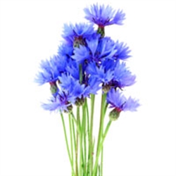 Picture of Blue Cornflowers (Bunch)