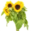 Picture of Essex Sunflowers
